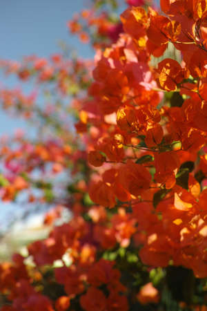Bright orange Bougainvillea plant flowers in sunlightの写真素材