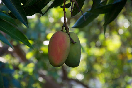 Tropical paradise - exotic mango fruit riping on the tree, Tenerife, Spainの写真素材