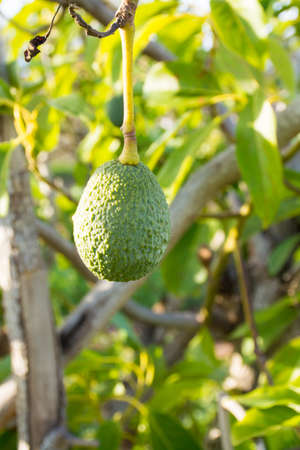Green ripe avocado on the tree, avocado plantation - healthy food