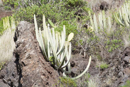 Ever-green plant growing without water on vulcanic lava field, Tenerife island, Spainの写真素材
