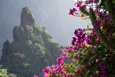 Nature in Masca Village, Tenerife - palm trees and mountainsの写真素材