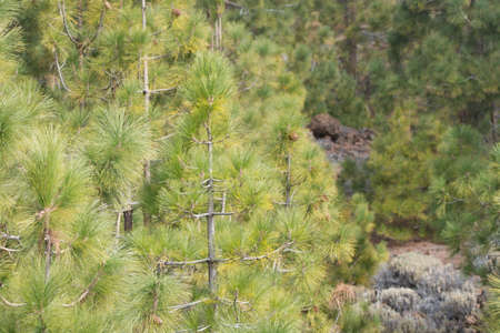 Teide National Park, Tenerife - the most spectacular travel destination, lava and Canary Island pine treeの写真素材