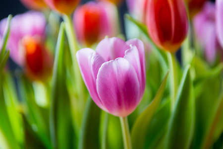 Red and purple tulips. Beautiful bouquet of colorful spring tulips.