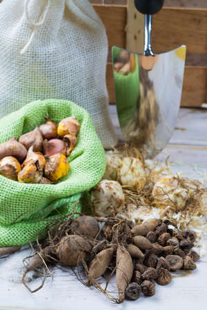 Spring and summer garden works - plant summer different flowers, bulbs, seeds, rootsの写真素材