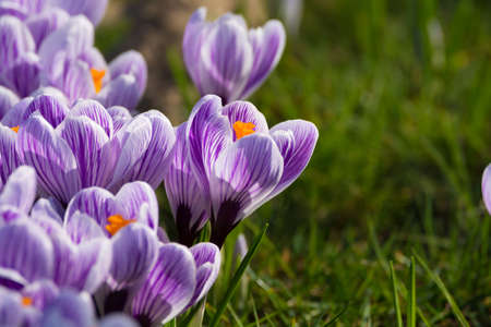 Group of first spring flowers  - purple crocuses blossom in the park close-up, spring is comingの写真素材