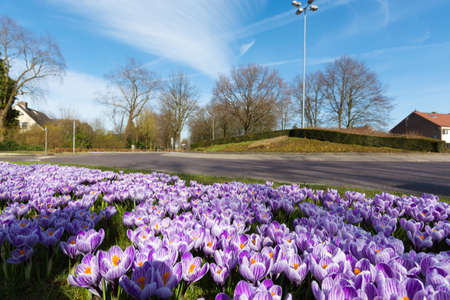 Group of first spring flowers  - purple crocuses blossom in the park close-up, spring is comingの写真素材
