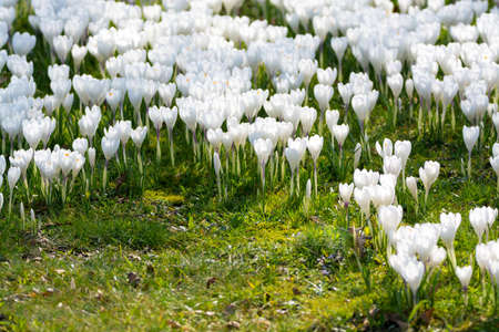 Group of first spring flowers  - white crocuses blossom in the park close-up, spring is coming