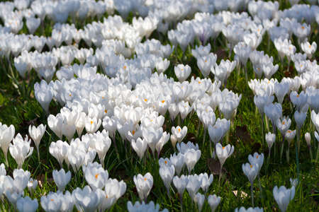 Group of first spring flowers  - white crocuses blossom in the park close-up, spring is comingの写真素材