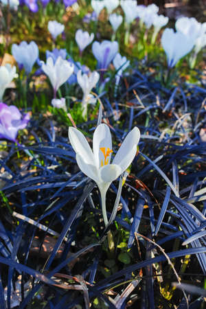 Group of first spring flowers  - white crocuses blossom in the park close-up, spring is comingの写真素材