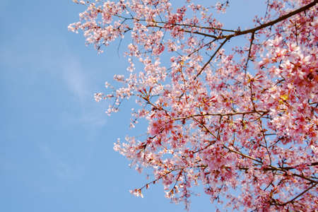Spring pink blossom tree and blue sky, spring nature background