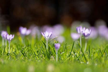 Group of first spring flowers  - purple crocuses blossom in the park close-up, spring is comingの写真素材