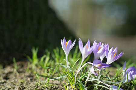 Group of first spring flowers  - purple crocuses blossom in the park close-up, spring is coming