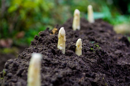 Young and fresh white asparagus - spring growth on cultivated fields, organic farm in the Netherlandsの写真素材