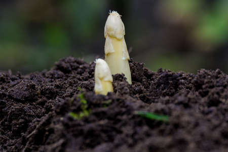 Young and fresh white asparagus - spring growth on cultivated fields, organic farm in the...