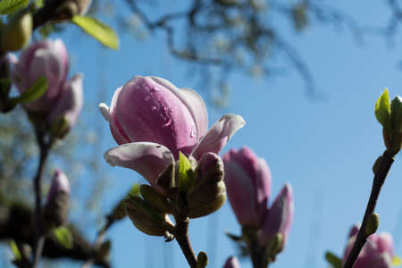 Spring blossom pink Magnolia stellata with big flowers and small green leavesの写真素材