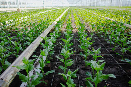 Colorful Chrysanthemum flowers growth in huge Dutch greenhouse, flowers for shops and auctions â world wide deliveryの写真素材