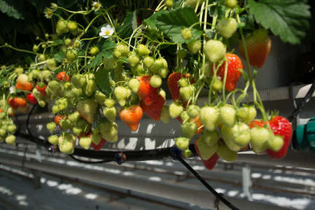 Tasty sweet organic pink strawberry growth in big Dutch greenhouse, everyday harvestの写真素材