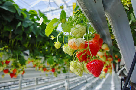 Tasty sweet organic pink strawberry growth in big Dutch greenhouse, everyday harvestの写真素材
