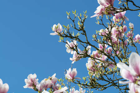 Spring blossom pink Magnolia stellata with big flowers and small green leavesの写真素材