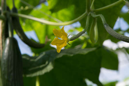 Tasty organic green cucumbers plants growth in big Dutch greenhouse, everyday harvestの写真素材