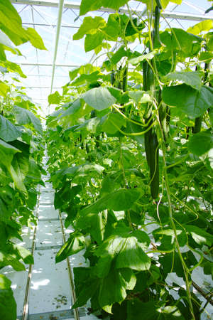 Tasty organic green cucumbers plants growth in big Dutch greenhouse, everyday harvestの写真素材