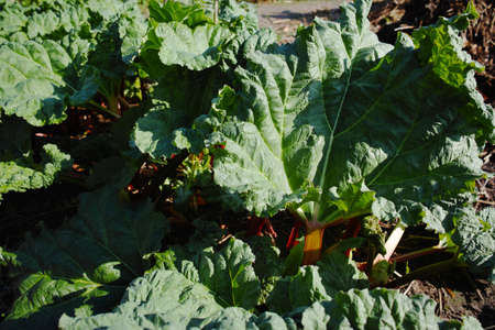 Rhubarb plant growing in the gardenの写真素材