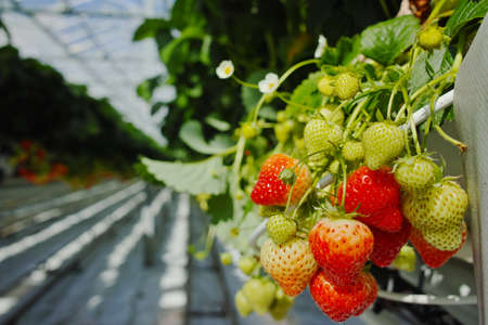 Tasty sweet organic pink strawberry growth in big Dutch greenhouse, everyday harvestの写真素材