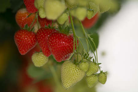 Tasty sweet organic pink strawberry growth in big Dutch greenhouse, everyday harvestの写真素材