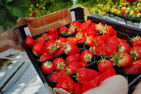 Tasty sweet organic pink strawberry growth in big Dutch greenhouse, everyday harvestの写真素材