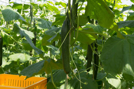Tasty organic green cucumbers plants growth in big Dutch greenhouse, everyday harvestの写真素材