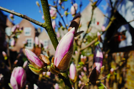 Spring blossom pink Magnolia stellata with big flowers and small green leavesの写真素材