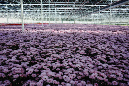 Colorful Chrysanthemum flowers growth in huge Dutch greenhouse, flowers for shops and auctions â world wide deliveryの写真素材