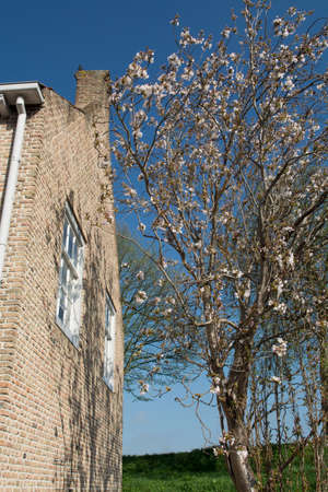 Spring white flowers on the window on the old Dutch street, Heusden, Noord Brabantの写真素材