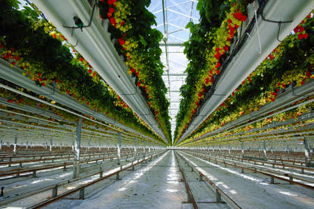 Tasty sweet organic pink strawberry growth in big Dutch greenhouse, everyday harvestの写真素材