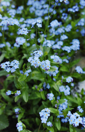 Forget me not  - spring blue garden flowers, symbol of springの写真素材