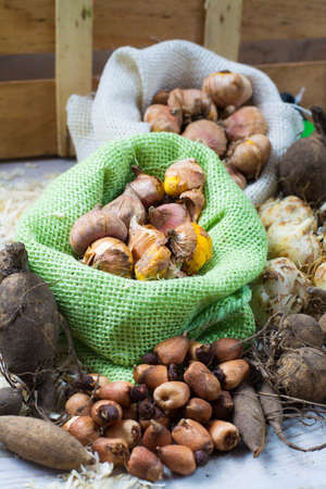 Spring and summer garden works - plant summer different flowers, bulbs, seeds, rootsの写真素材