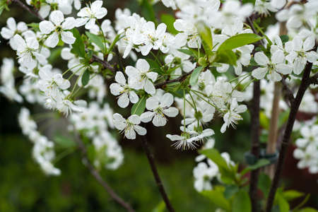 Flowers of the cherry blossoms on a spring dayの写真素材