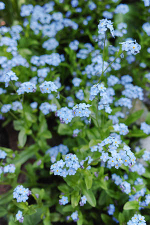 Forget me not  - spring blue garden flowers, symbol of springの写真素材