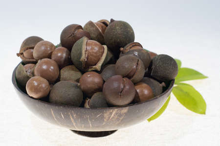 Macadamia nuts in shell, new harvest close up on white backgroundの写真素材