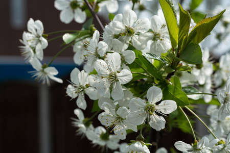 Flowers of the cherry blossoms on a spring dayの写真素材