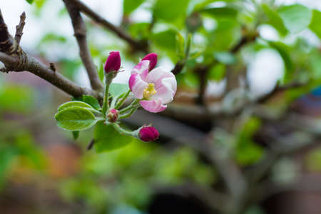Flowers of the apple tree blossoms on a spring dayの写真素材
