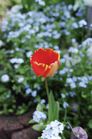 Tulip and forget me not  - spring blue garden flowers, symbol of springの写真素材