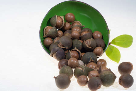 Macadamia nuts in shell, new harvest close up on white background