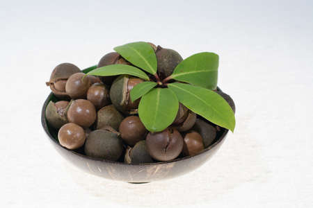 Macadamia nuts in shell, new harvest close up on white backgroundの写真素材