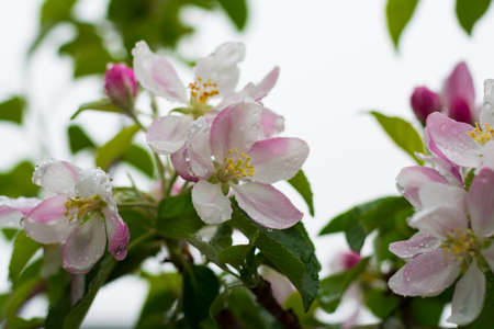 Apple tree pink blossom - spring season, flowers on the treeの写真素材