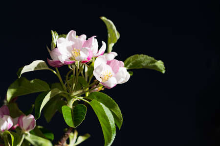 Apple tree pink blossom - spring season, flowers on the treeの写真素材