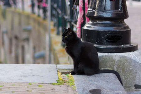 Nice black cat with long tail sits on the streetの写真素材