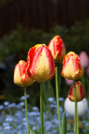 Yellow-red tulip in the garden after rain close-upの写真素材