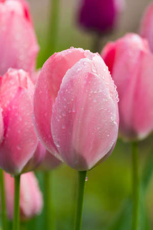 Pink tulips in the garden after rain close-upの写真素材