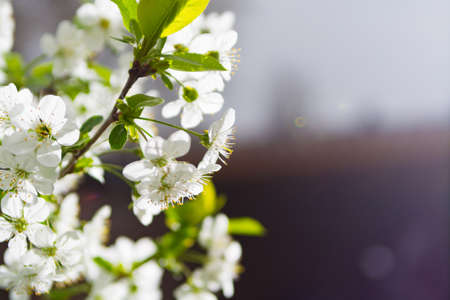 White flowers of the cherry blossoms on a spring dayの写真素材